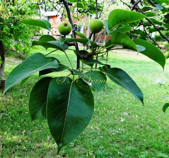  Short shoot bearing leaves and pomes